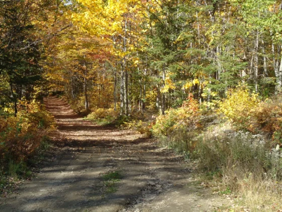 Consultation publique – Plan d’aménagement forestier intégré opérationnel, version 1 (PAFIO 2025-2030) – Terres publiques intramunicipales déléguées à la MRC de La Mitis